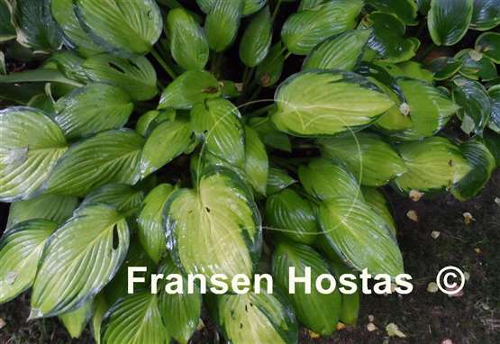 Hosta Alice in Wonderland